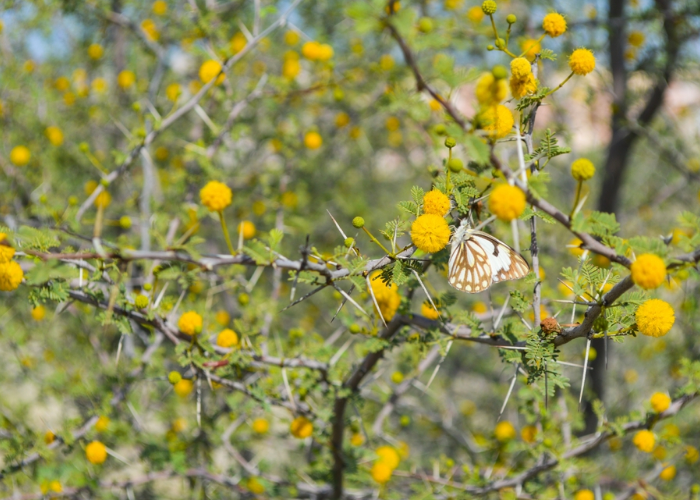 Acacia Nilotica