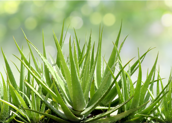 Aloe vera