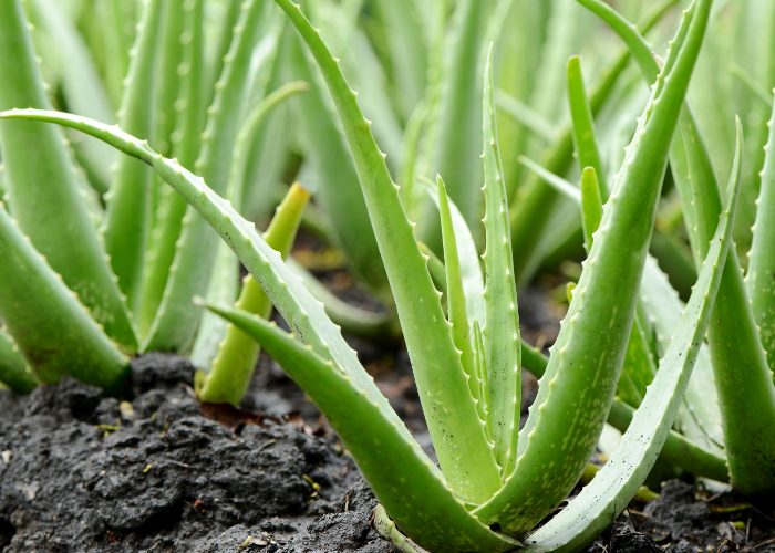 Aloe vera