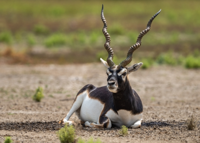 Blackbuck