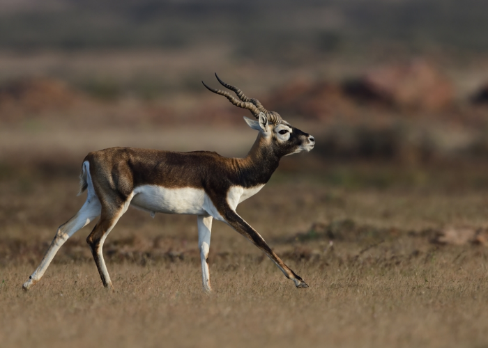Blackbuck