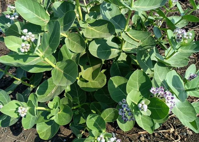 Calotropis Procera