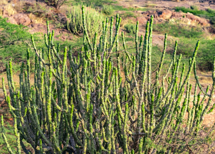 Euphorbia Caducifolia