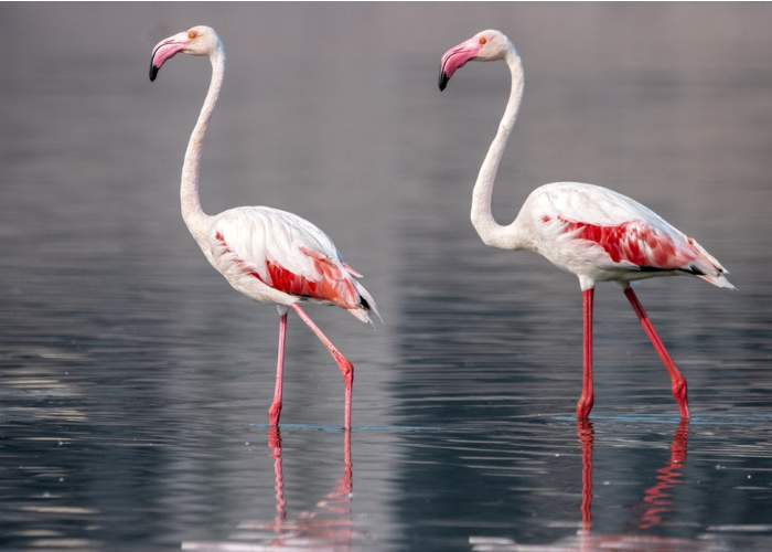 Lesser Flamingo