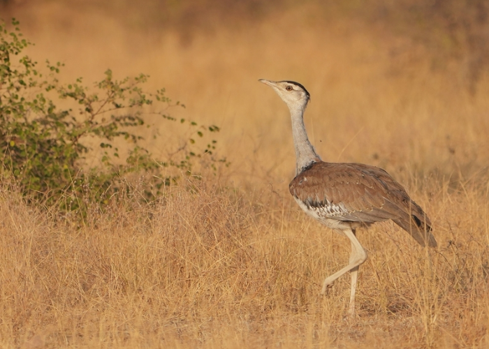Great Indian Bustard