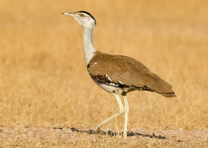 Great Indian Bustard