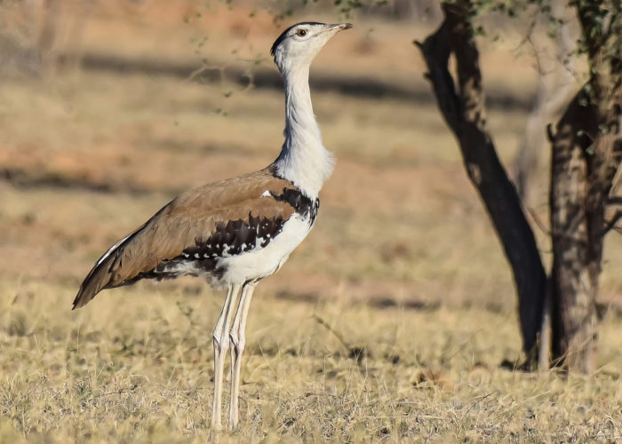 Great Indian Bustard