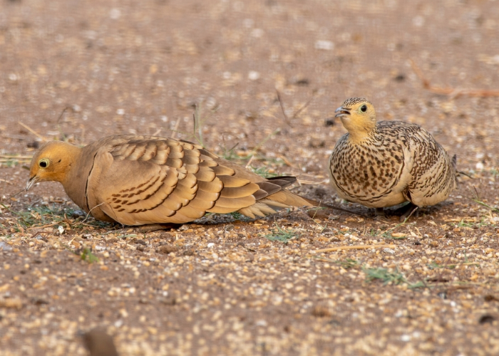 Indian Sandgrouse