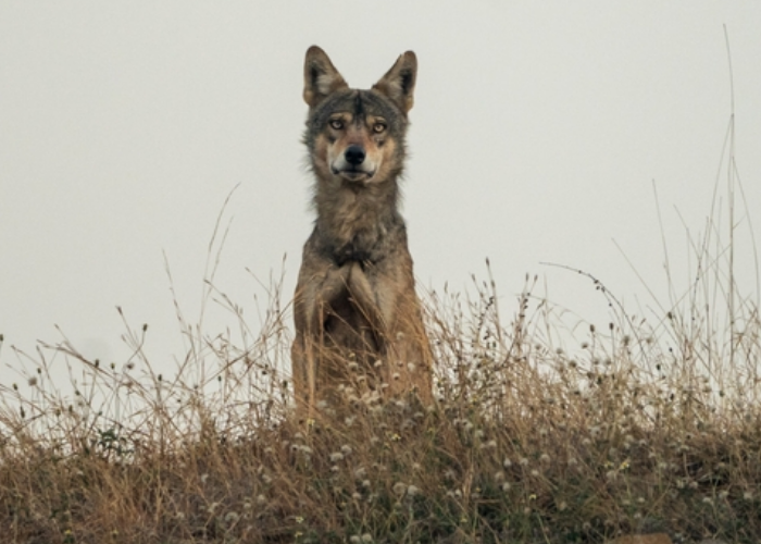Indian Wolf