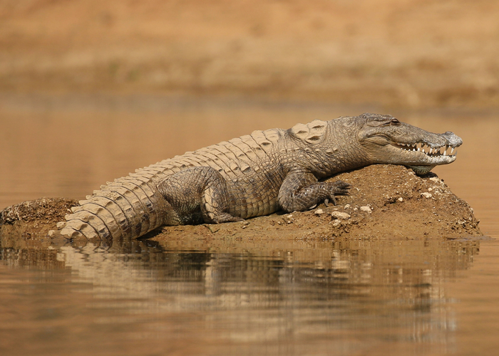 Marsh Crocodile