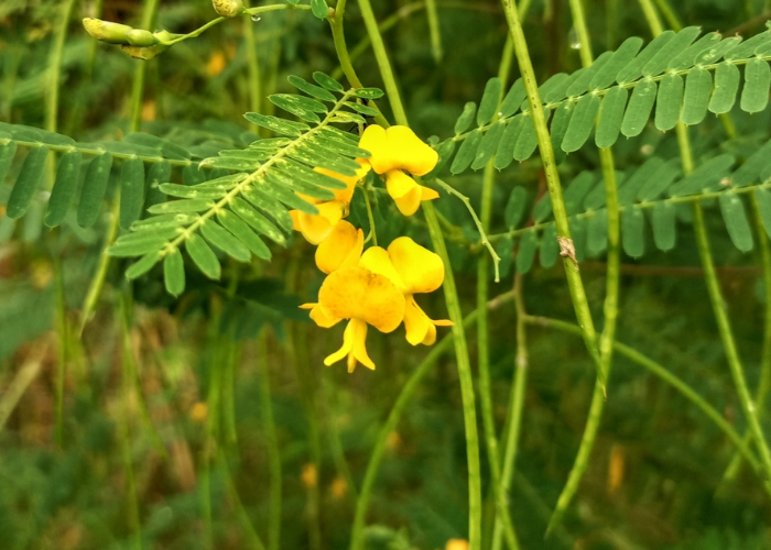 Sesbania Sesban